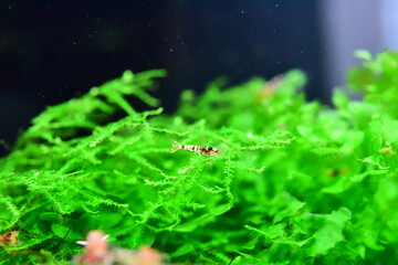 Schöne Caridina Garnelen Jungtiere im Aquarium 