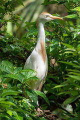 Cattle egret (Bubulcus ibis) with red orange breeding coloration, perched in green foliage - Davie, Florida, USA