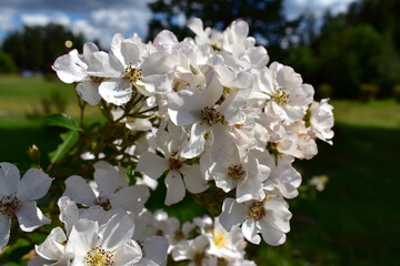 white flower on rose hips