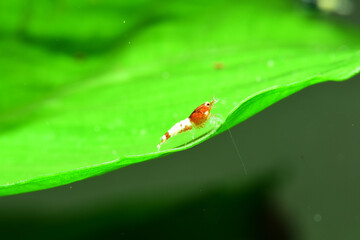 Schöne Caridina Garnelen Jungtiere im Aquarium 