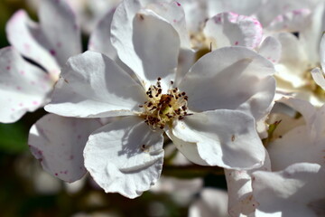 white flower on rose hips
