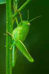 Green grasshopper on a green stem of a plant. Macro photo. Insect close-up. Grasshopper body structure. Insect surface texture. Grasshopper in summer. Dark green background.