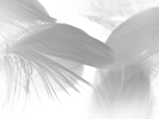 Beautiful abstract gray and white feathers on white background, soft brown feather texture on white pattern background, yellow feather background