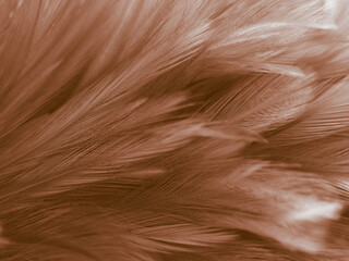 Obraz premium Beautiful abstract orange and white feathers on white background, soft brown feather texture on white pattern background, yellow feather background