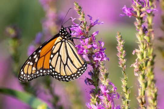 butterfly on wild flowers