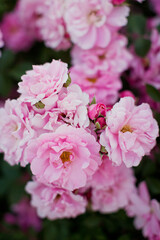 Obraz premium Beautiful pink roses in garden