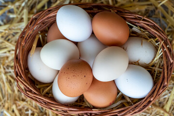 Eggs, Chicken Egg on Straw