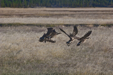 Canada Goose (Branta canadensis) in Yellowstone National Park, USA