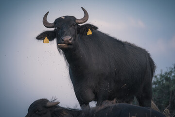 Water buffalo at Agios Achillios island at Prespa Lakes, Greece