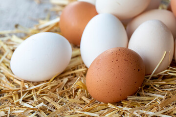 Eggs, Chicken Egg on Straw