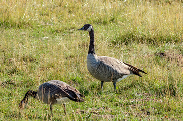 Canada Goose (Branta canadensis) in Yellowstone National Park, USA