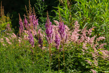Astilbe Rubra, false goats beard,  a hardy perennial cultivated by gardeners for their handsome plume of flowers 