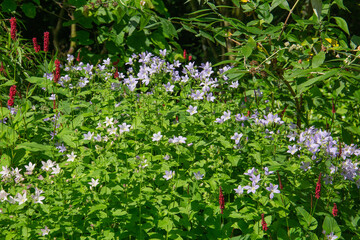 Campanula poscharskyana, a lovely little border filler with its petite purple flowers