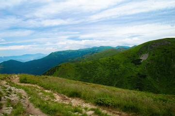 Naklejka na ściany i meble Carpathian Mountains. Panorama of green hills in summer mountain