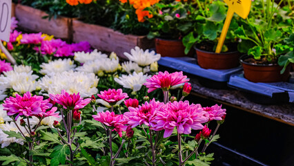 Fototapeta na wymiar garden chrysanthemums in a flower market. Decorative flowers in a greenhouse