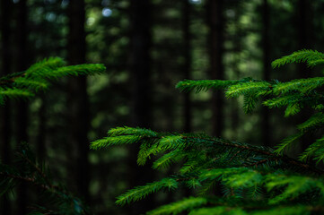 Carpathian nature. Forest on green hills in summer mountains