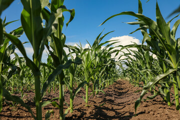 Beautiful view of corn field. Agriculture industry