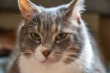 muzzle of a gray cat close-up, cute home looking at the camera.