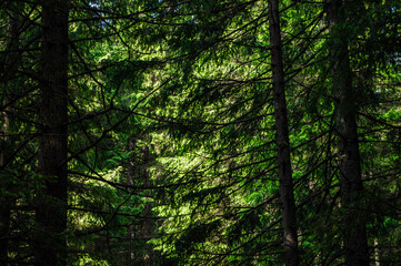 Fototapeta na wymiar Carpathian nature. Forest on green hills in summer mountains