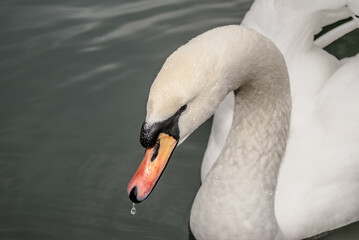 Mute Swan (Cygnus olor) in park, Abkhazia