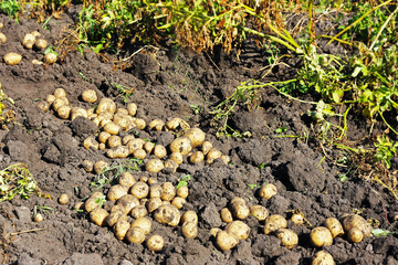 Harvesting potatoes.