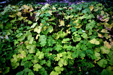 a bed with growing cucumbers