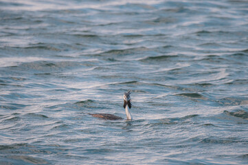Great crested grebe at Prespa Lakes, Greece
