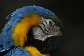 Ara ararauna 