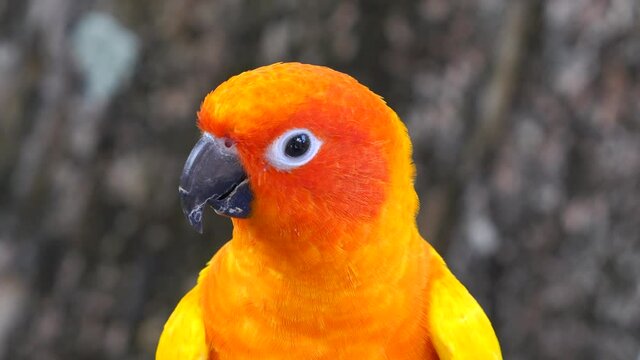 Beautiful small parrot Cute and colorful