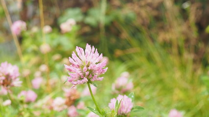 Macro photo of nature plant flower clover. Background texture of a blooming wild flower clover. Image of field red flower clover