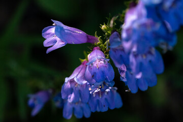 Royal Penstemon Purple Wildflower 