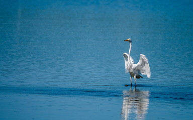 garca-branca garca no lago garca esta sozinha animal natureza garça-branca desfruta da natureza com lago e peixes garca-branca no meio do lago garca-branca pescando garca no lago azul