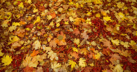 Autumn natural background. A bright carpet of fallen maple leaves on the ground in the park.