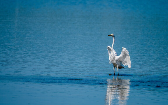 garca-branca garca no lago garca esta sozinha animal natureza gar&ccedil;a-branca desfruta da natureza com lago e peixes garca-branca no meio do lago garca-branca pescando garca no lago azul