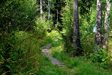 path leading to the forest
