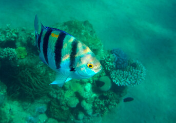 Fototapeta na wymiar Sergeant major, fish belongs to the Family Pomacentridae, scientific name is Abudefduf saxatilis