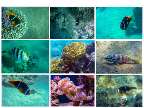 Collage of the fishes inhabiting coral reefs at the Red Sea, Middle East