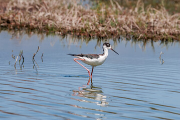 Black-necked Stilt (Himantopus mexicanus) in Salton Sea area, Imperial Valley, California, USA