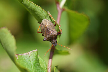 Picromerus bidens (spiny shieldbug, spiked shieldbug). Subfamily Asopinae. Family Stink bugs. In a green bush. Summer (August) in a Dutch garden.   