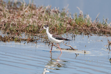 Black-necked Stilt (Himantopus mexicanus) in Salton Sea area, Imperial Valley, California, USA