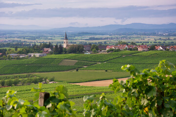 Vineyard on the edge of the Black Forest
