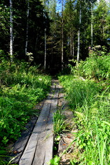 forest path covered with plank decking