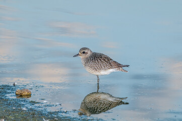 Black-bellied Plover (Pluvialis squatarola) in Malibu Lagoon, California, USA