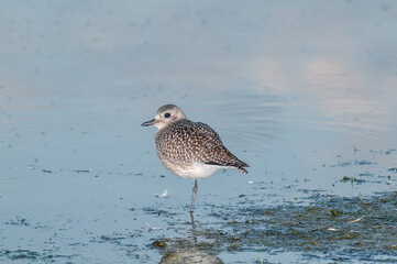 Black-bellied Plover (Pluvialis squatarola) in Malibu Lagoon, California, USA