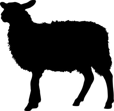 Sheep silhouette with standing pose, vector illustration