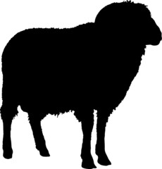 Ram silhouette, black animal image isolated on white