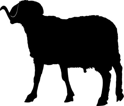 Ram silhouette, black animal image isolated on white