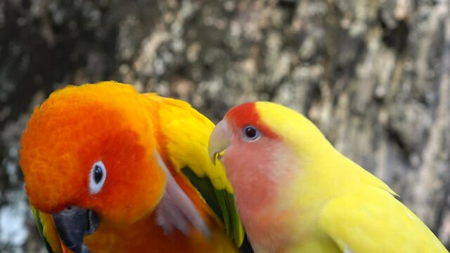 Beautiful small parrot Cute and colorful