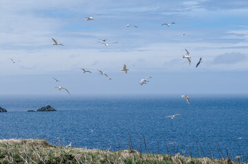 Glaucous-winged Gull (Larus glaucescens) at Chowiet Island, Semidi Islands, Alaska, USA