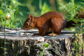 Eichhörnchen 